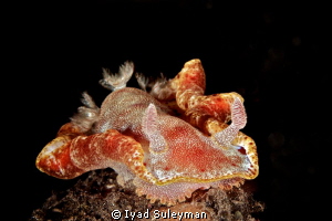 Hexabranchus sanguineus by Iyad Suleyman 